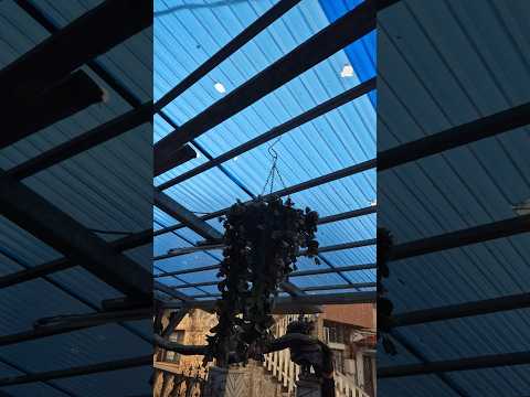 מכת ברד כבד ברמת הגולן