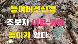 능이버섯 보다 사람들이 더 많아요 그래도 이런 곳에 능이버섯이 있다