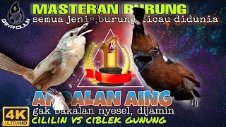 Download lagu Masteran Cililin vs Ciblek Gunung Ngebren _ masteran segala burung kicau mp3 Download lagu Masteran Cililin vs Ciblek Gunung Ngebren _ masteran segala burung kicau mp3