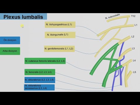 En Özet Plexus Lumbalis Ve Plexus Sacralis