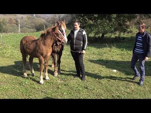 Caii lui Alex de la Abrud, Alba 10 oct  2018