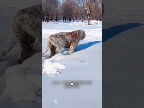 Бабушка из тайги приручила амурских тигров 😱🐅