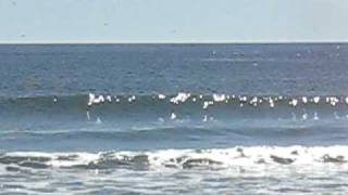 preview picture of video 'Whales in Nags Head beach, OBX April 11 2010 video 010.avi'