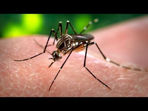 Zika Virus Spreading Explosively, No Vaccine, No Treatment