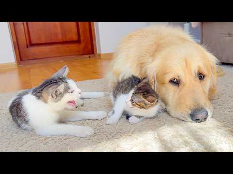 YouTube 썸네일