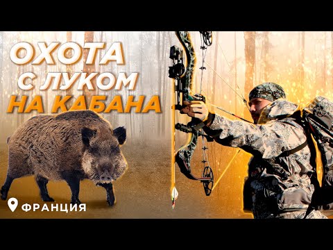 Охота с луком на кабана во Франции