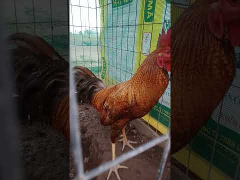 chuyên cung cấp gà giống cứu mỹ thái