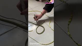 Download lagu OMG! Ada Ular Masuk Rumah Bestie!!! 😱😱 #goduplotv #shorts #ular mp3 Download lagu OMG! Ada Ular Masuk Rumah Bestie!!! 😱😱 #goduplotv #shorts #ular mp3