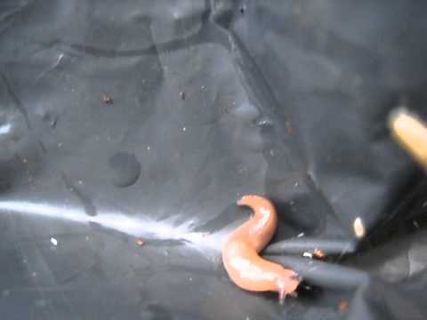 baby slug big day out