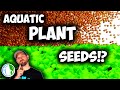 Aquarium Plant Seeds For Sale Near Me
