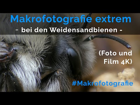 Makroaufnahmen Rendezvous mit den Weidensandbienen/ extreme Makrofotografie
