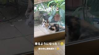 三毛の子猫ファミリー計画その④ 家の中に興味津々！𓃠 #三毛猫 ＃野良猫　＃天涯孤独　＃ニャンキー