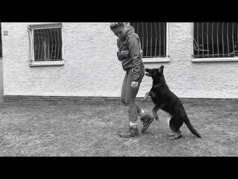 Seenta vom Wieratal (Hades vom Eisernen Kreuz x Ronja von der Teufelskehle) 5,5 months old