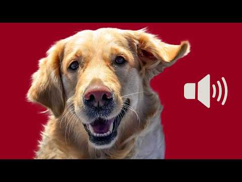 10 High Energy Sounds That Make Your Dog Go Crazy With Joy
