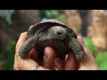 History In The Making Critically Endangered Galapagos Tortoises Hatch At Philadelphia Zoo