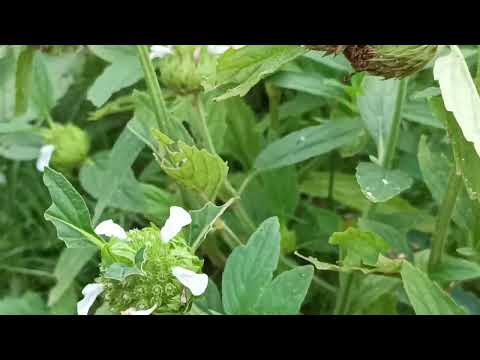 Leucas cephalotes, a leafy vegetable, Jamtara Forest Division, #Jharkhand, Dr. Sanjeet Kumar #food