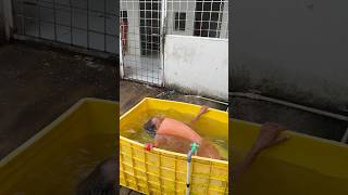 Download lagu Oh my God, this ODGJ is soaking in the place where the dishes are washed mp3 Download lagu Oh my God, this ODGJ is soaking in the place where the dishes are washed mp3