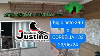 PRO 000266 - BIG C 390 X CORBÉLIA 133 - CRIATÓRIO PRORROGAÇÃO