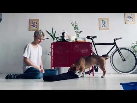 Pomysły na zabawę z psem w domu