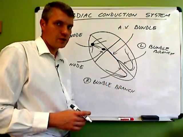 Video Pronunciation of autorhythmicity in English Video Pronunciation of autorhythmicity in English