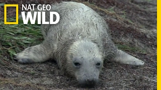 A Seal Pup Loses Its Mom | Destination WILD