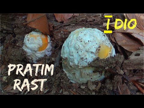 Kneginja / Blagva - Pratim Rast  * I - DIO *