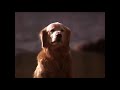 Homeward Bound The Incredible Journey 1993 Clip
