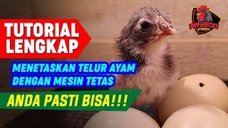 Download lagu COMPLETE TUTORIAL! How to Hatch Chicken Eggs Using an Incubator mp3