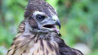 Motorcycle VS Hawk