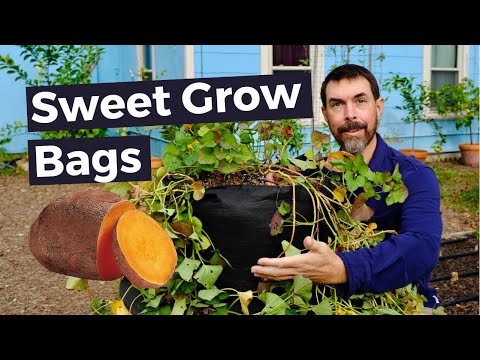 EASY PLANTING SWEET POTATO IN GROW BAGS