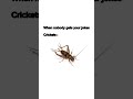 Crickets Meme Memes Funny Sfx Animals Sound Soundeffect