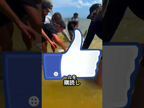 サメには舌があるのでしょうか?