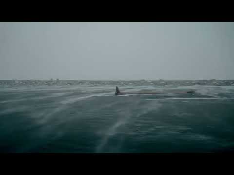 Tim Schaufert - Untouchable (pitched instrumental)