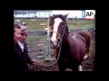 IRISH HORSE SALES ALL COLOUR REEL