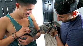 CHiNCHiLLA VS PUPPY!!