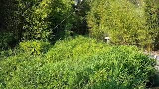 Should You Use Bamboo or Will It Ruin Your Garden?