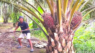 Download lagu INI BARU MANTAP.!! PANEN SAWIT PENDEK BUAHNYA BESAR-BESAR mp3 Download lagu INI BARU MANTAP.!! PANEN SAWIT PENDEK BUAHNYA BESAR-BESAR mp3