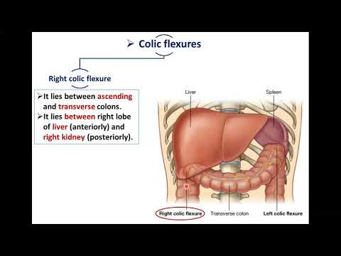 The Large Intestine (Part 2)-The Colon - Dr. Ahmed Farid