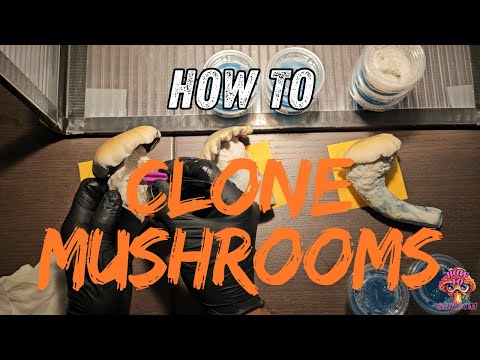 How to Clone Mushrooms 🍄 Ultimate Grow Hack
