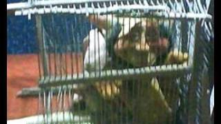 DUENDE DE SAN JUAN ES CAPTURADO Y ENCERRADO EN JAULA,IMAGENES EXCLUSIVAS