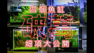 養魚蝦花了破萬 | 關於我的四個魚缸 | about all my aquariums