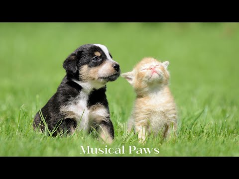 24 hours of deeply relaxing music for cats and dogs ! Music helps your dog and cat relax!