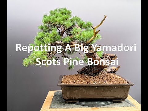 Repotting A Big Yamadori Scots Pine Bonsai