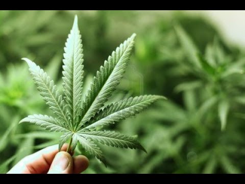 ¿Legalizarla o no legalizarla? esa es la cuestión.