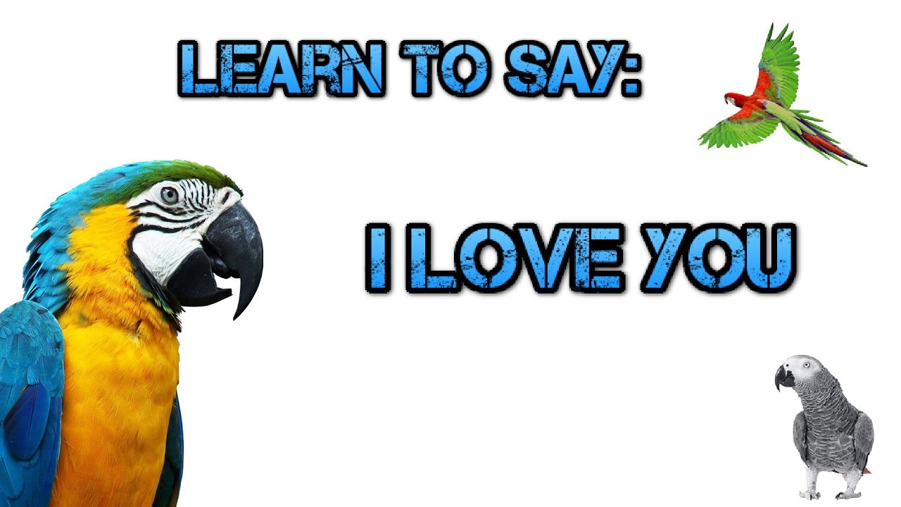 Teach your Parrot to say I Love You! - Parrot Talk