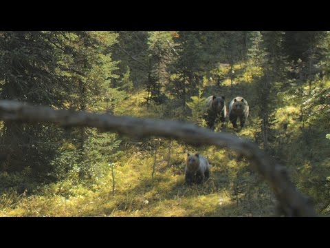 3 Grizzly Charge in BC