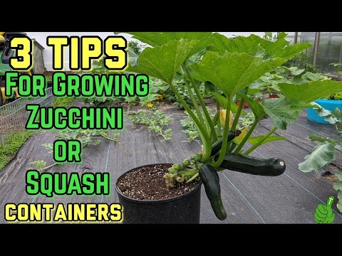 , title : 'How To Grow Zucchini In a container | 3 Simple Tips | Works for Zucchini or Squash |'
