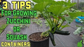 How To Grow Zucchini In a container | 3 Simple Tips | Works for Zucchini or Squash | #gardening