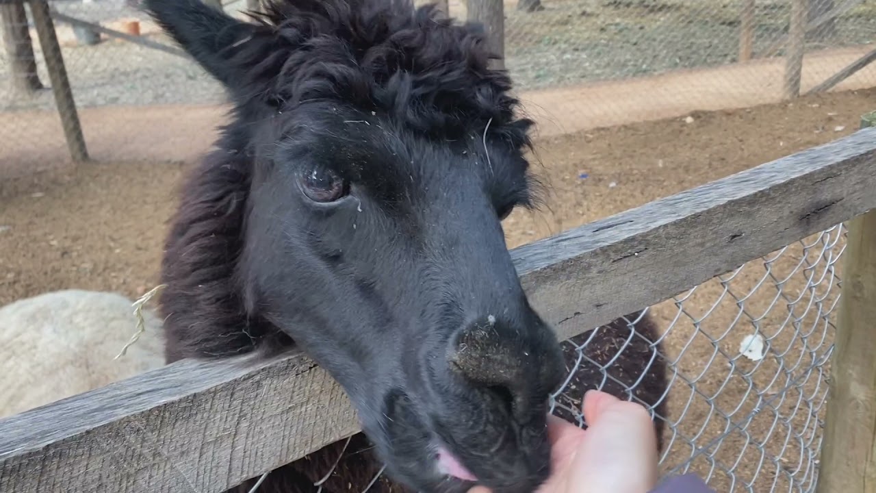 Discover a captivating glimpse of Yarralumla Play Station.