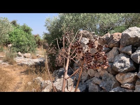 Making an Ember Using The Giant Fennel (Ferula Communis)